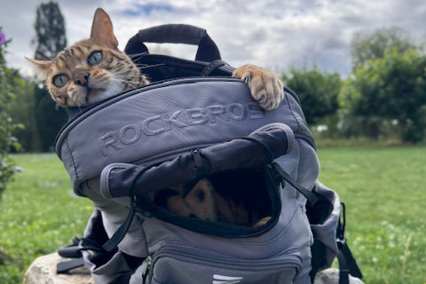 Der ultimative Ratgeber: Die perfekte Fahrradtasche für kleinen Hund wählen